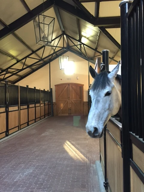 Een paard in de stallen van Stephex Stables